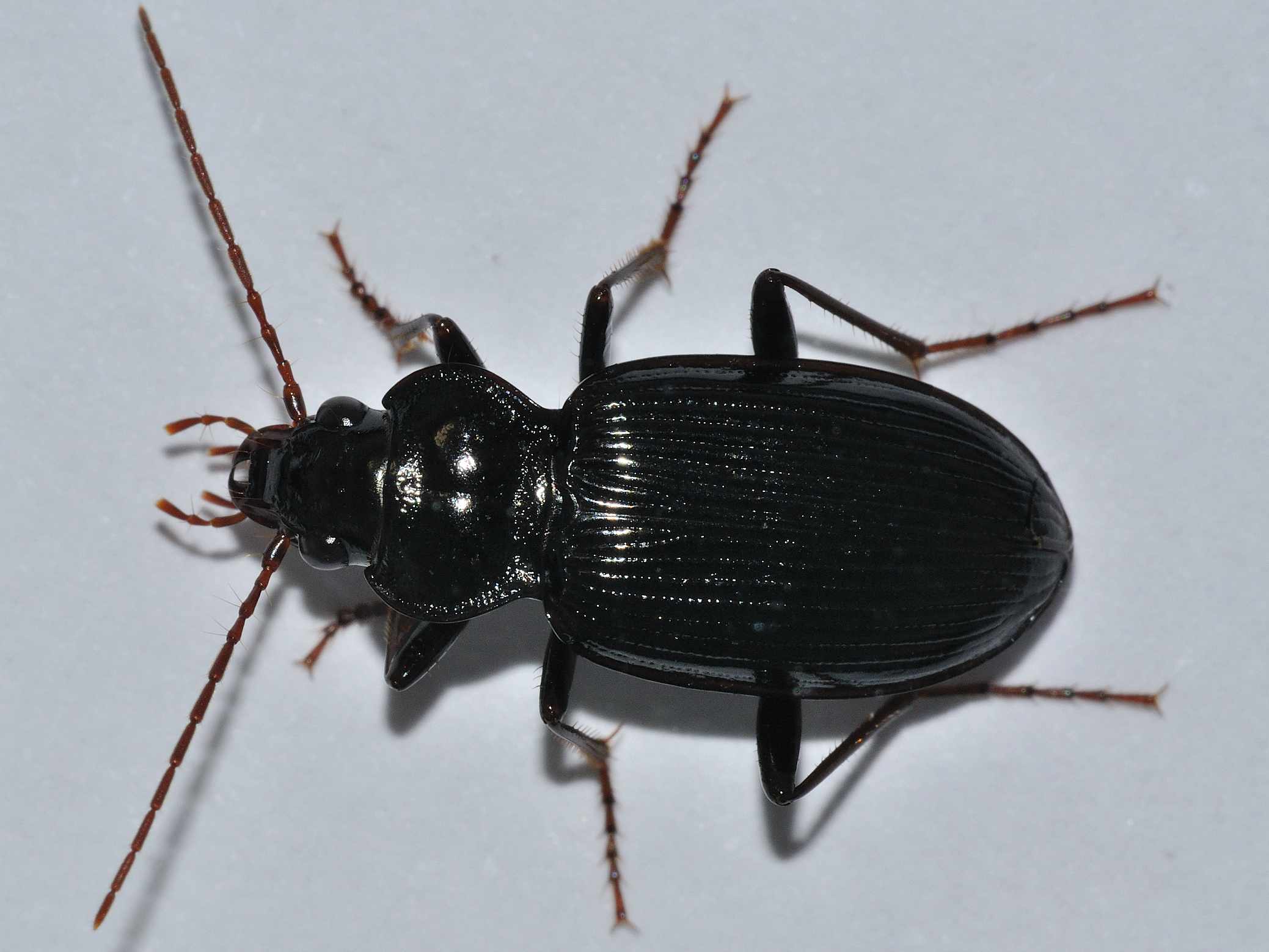 Carabidae - Nebria brevicollis